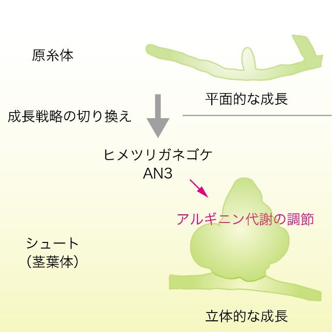 植物の形づくりを促すアミノ酸代謝を発見