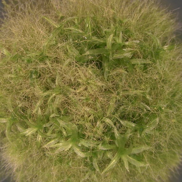New role of arginine metabolism in plant morphogenesis identified