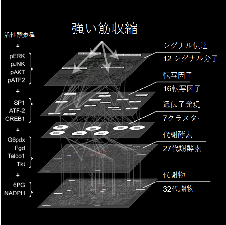 筋収縮による新たな代謝応答メカニズムの解明