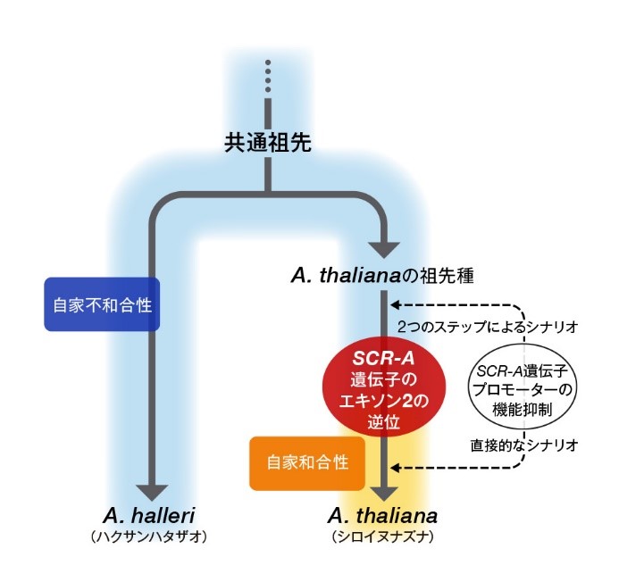 シロイヌナズナが自殖へと進化した仕組みを解明