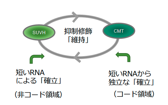 ゲノムの可動性DNAを鎮静化する機構