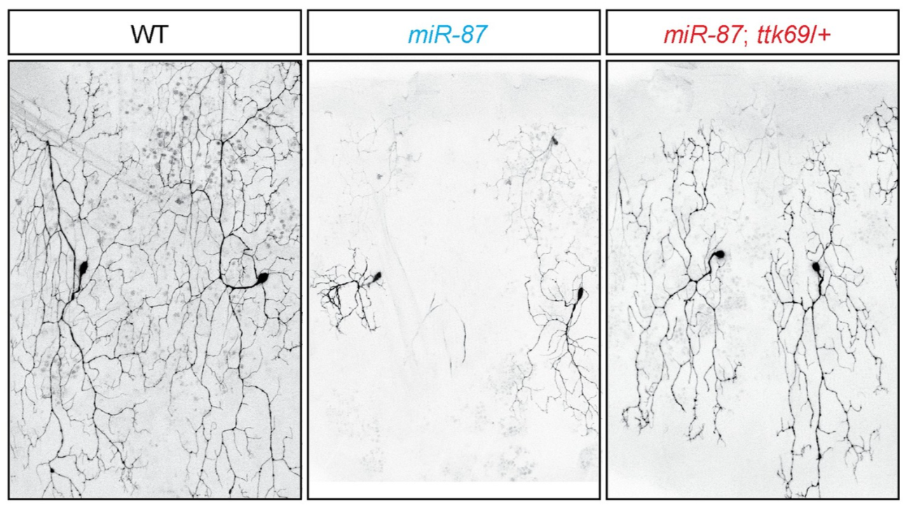 Branching Out: A MicroRNA Controls Dendrite Regeneration