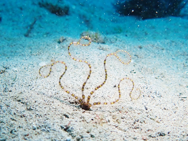 砂に埋もれたクモヒトデが光る！