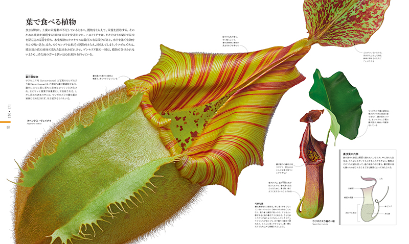 理学の本棚 第42回「FLORA 図鑑 植物の世界」 - 東京大学 大学院理学系研究科・理学部