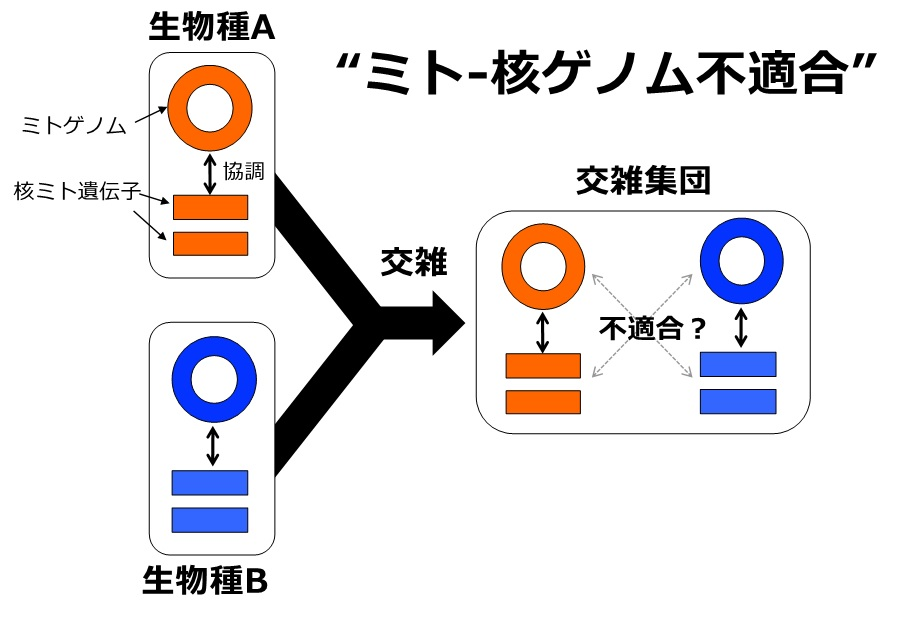 ゲノム系統地理学が明らかにした交雑によるミトコンドリアゲノムの進化