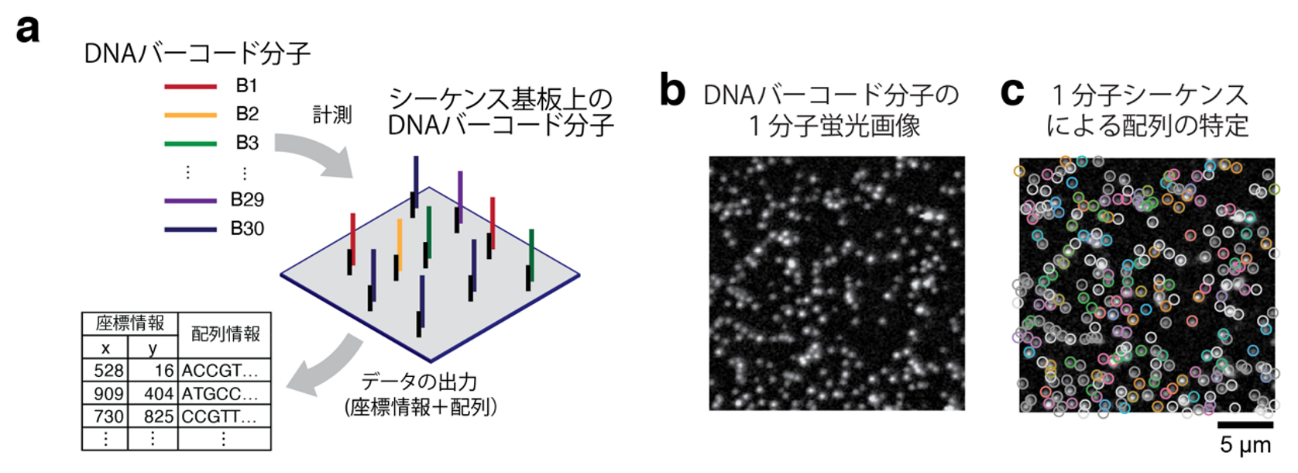 Single molecule spatial analysis of DNA barcodes