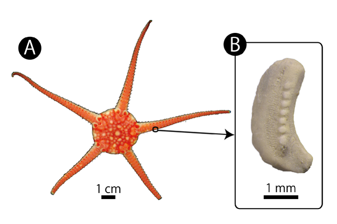 Discovery of the first recorded fossil lateral arm plate of a spider starfish in Japan.