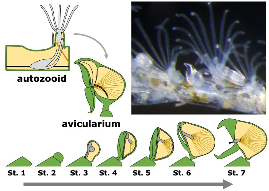 Developmental process of the heteromorphic individual insect 