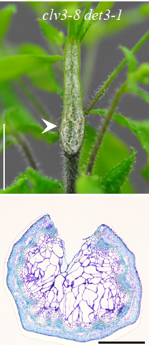 Epidermal tissue of plant stems proves to play a role in tagging <br/>