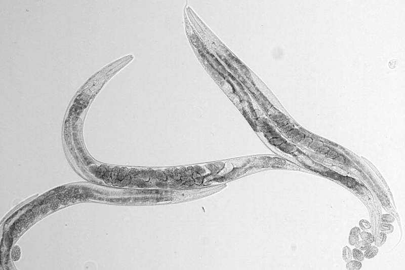 Protein important for taste in nematodes also needed to learn where to find food
