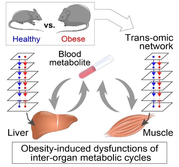 Mapping connections between liver, muscle and metabolism in obesity