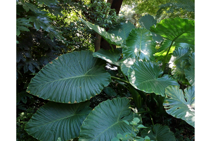 弱い光に耐える植物の葉緑体はときおり当たる強光にも耐えられる