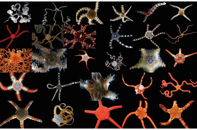 Discovery of a New Spider Starfish Species from Sagami Bay: Hidden Biodiversity
