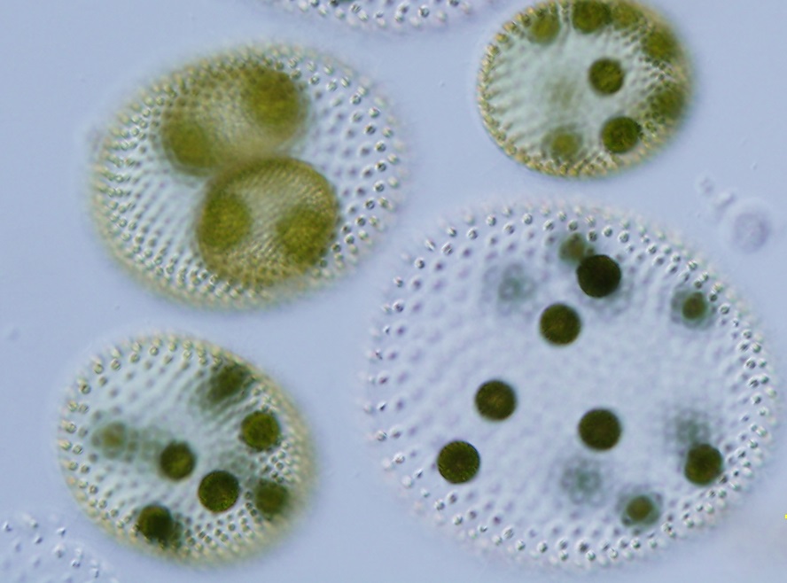 Genome study reveals how green algal species became hermaphrodite