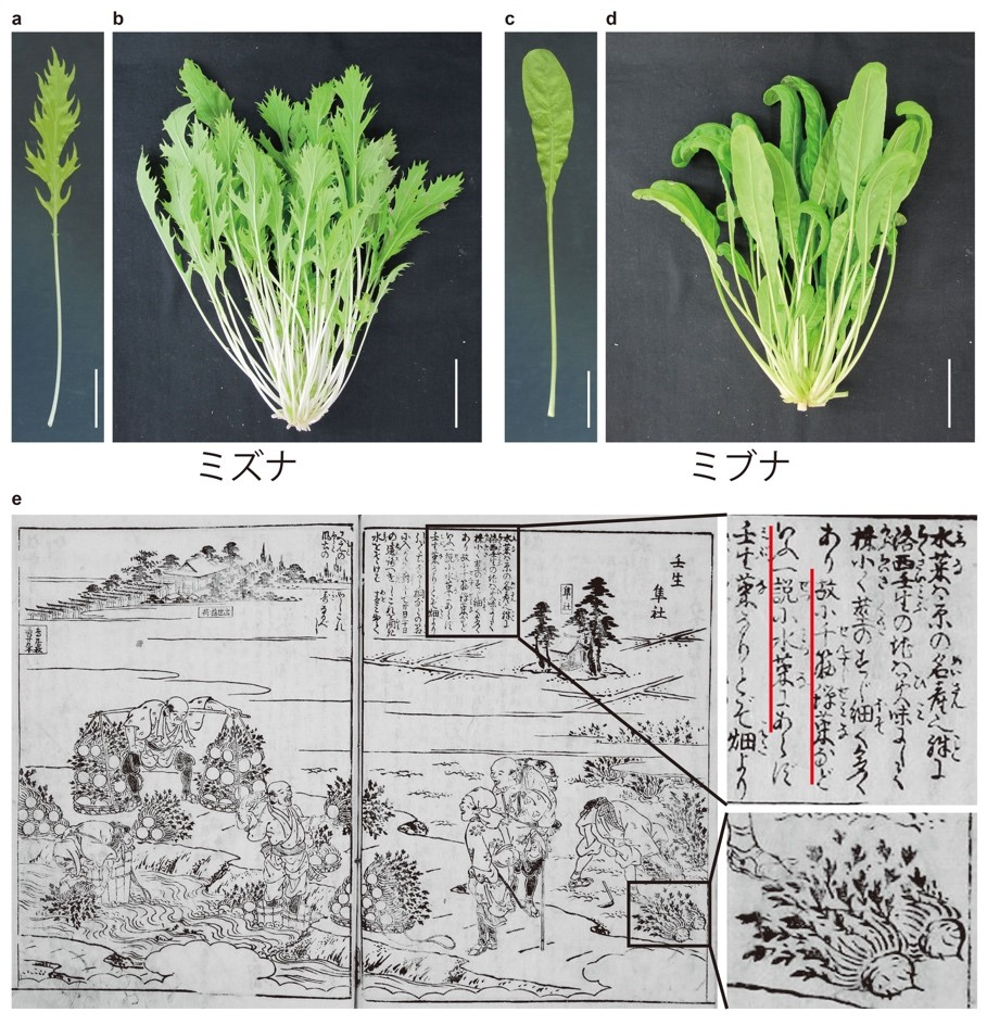京の伝統野菜ミブナの育種の歴史を解明！