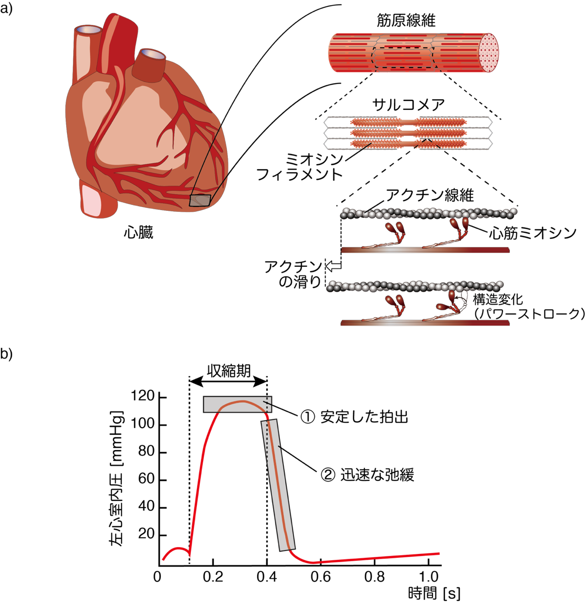 安定でエコな心臓収縮を実現する仕組みを<br/>心臓のタンパク質、心筋ミオシンから発見