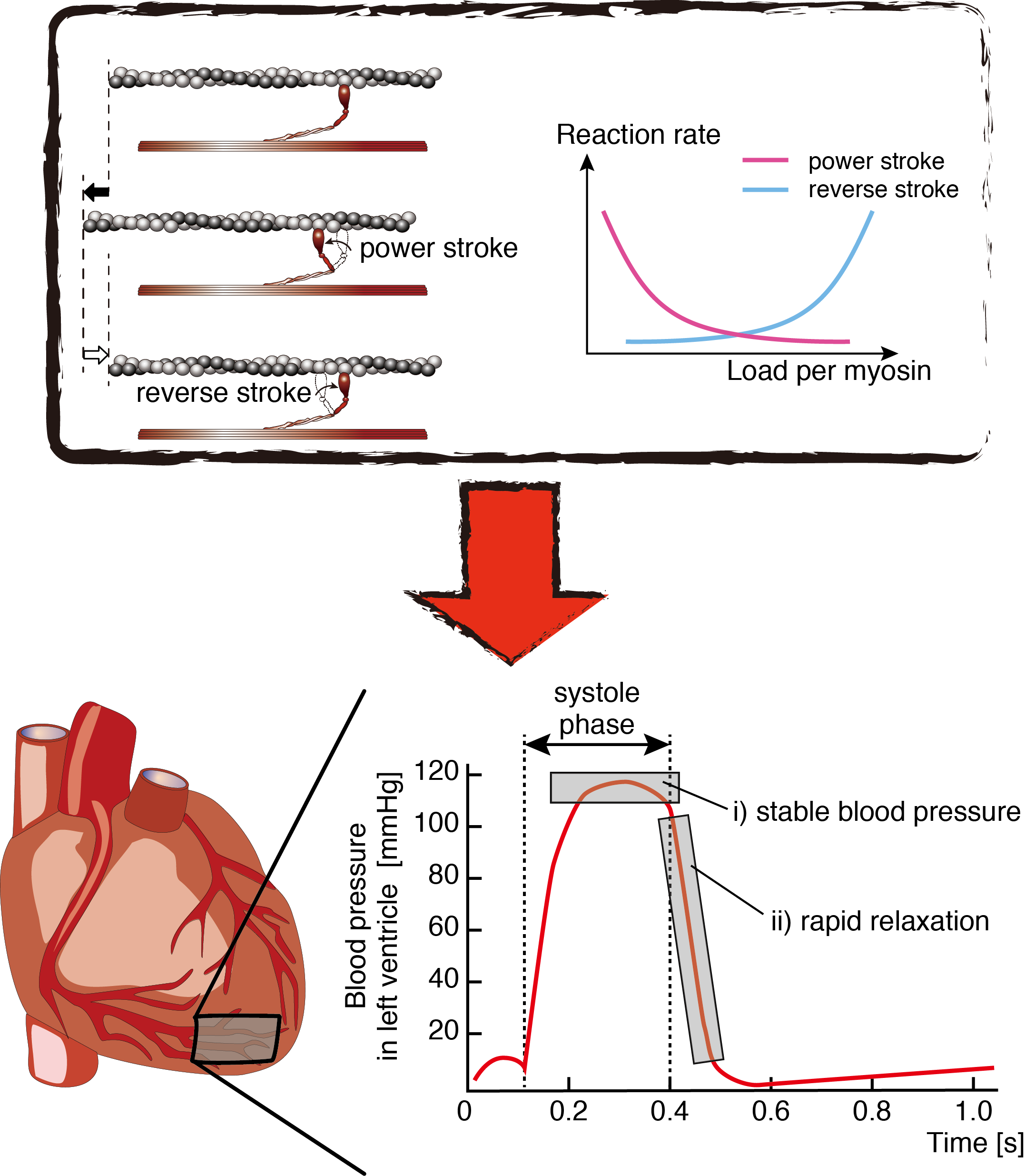 The search for molecular mechanisms of stable and economical heart contractions planted in cardiac myosin 