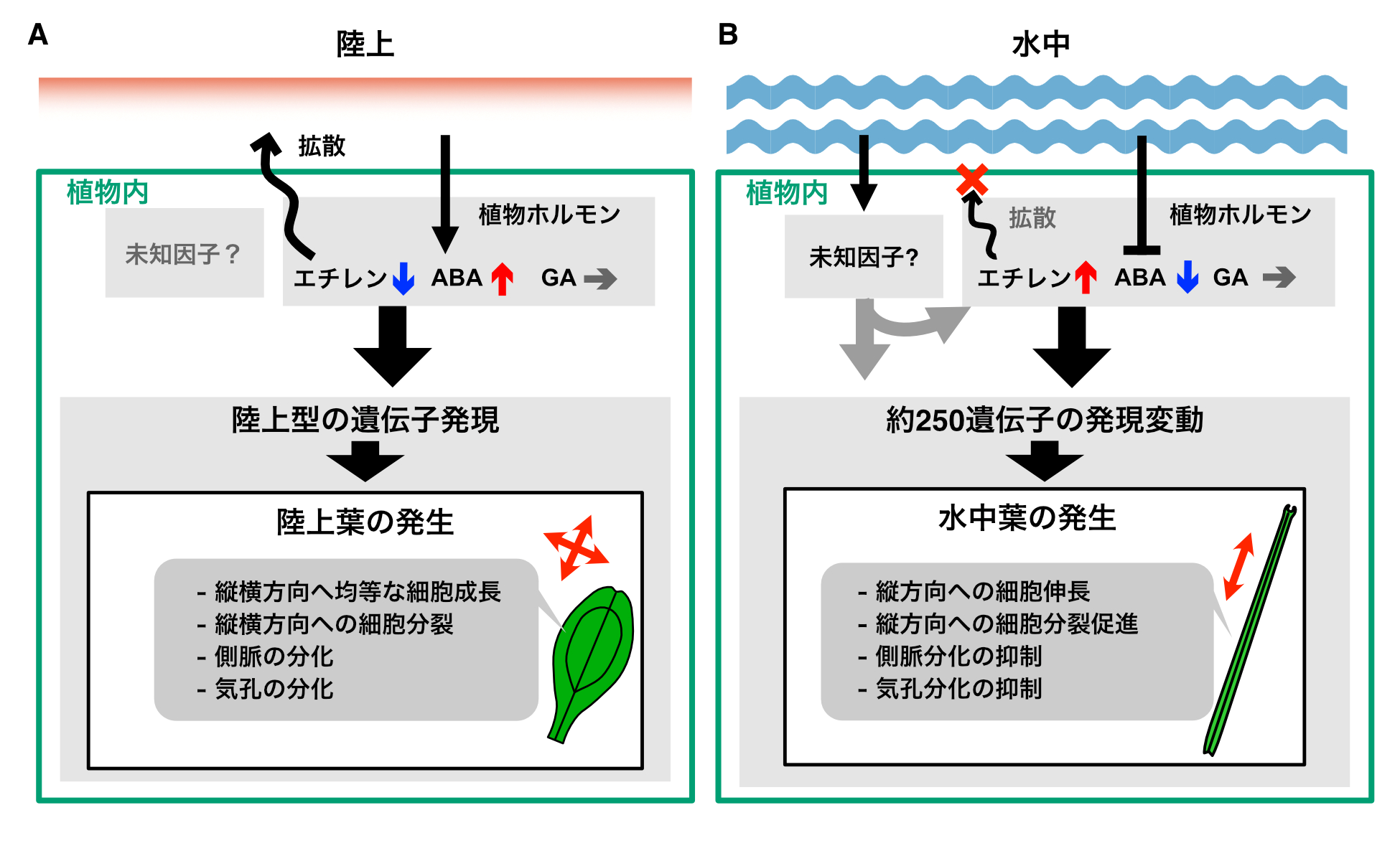 Species of algae with three sexes that all mate in pairs identified in Japanese river