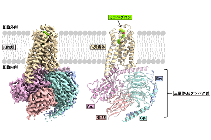 Elucidating the steric structure of the last remaining beta-adrenergic receptor