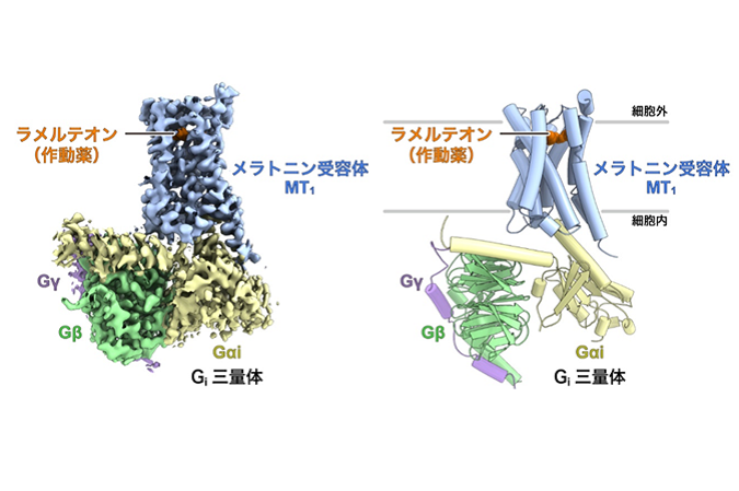 メラトニン受容体のシグナル伝達複合体の構造を解明