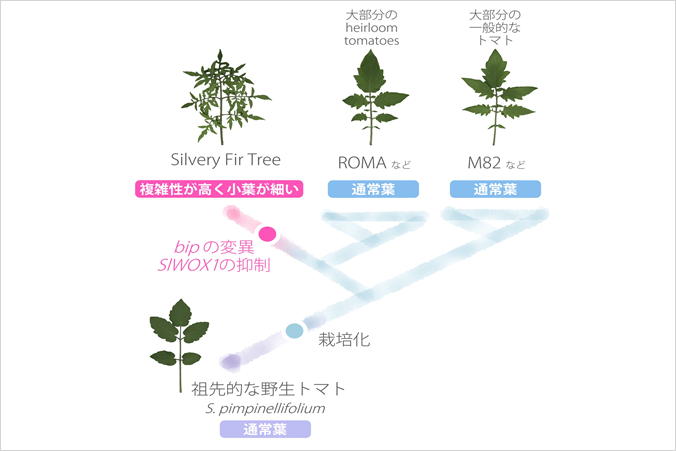 Revealing the process of diversification of tomato leaf morphology.