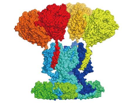 Atomic-level structures illuminate how macromolecular ion channel complexes work in the brain