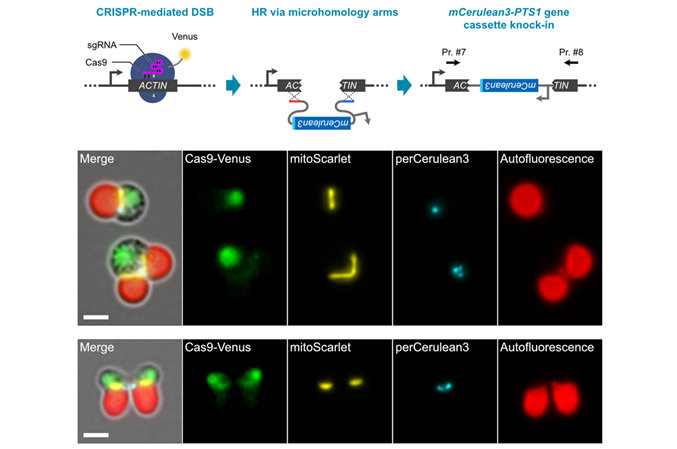 Simultaneous genome editing and fluorescent visualization of four organelles