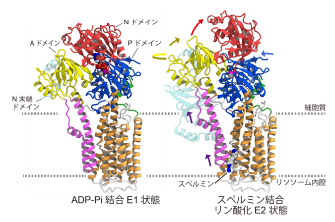 Elucidation of the mechanism of polyamine transport into the cell