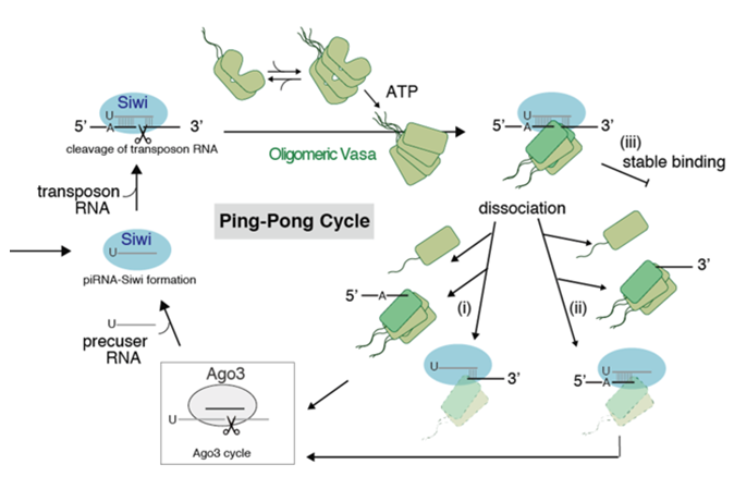 Single molecule visualization of RNA helicase Vasa at work