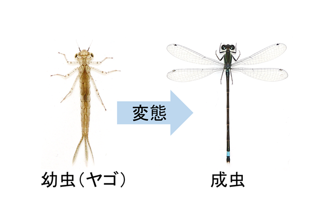 Successful identification of a group of genes essential for dragonfly metamorphosis from larva to adult