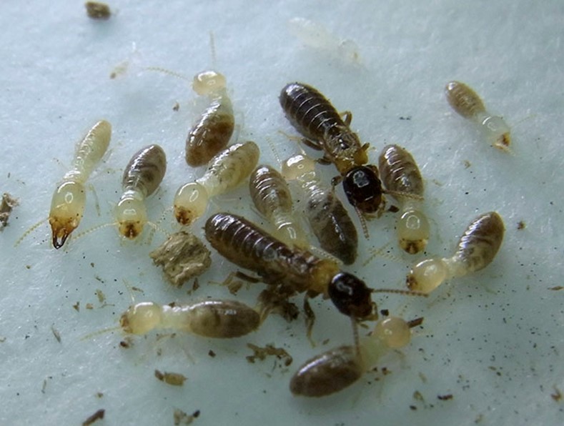 Deciphering the genomic information of highly social termites