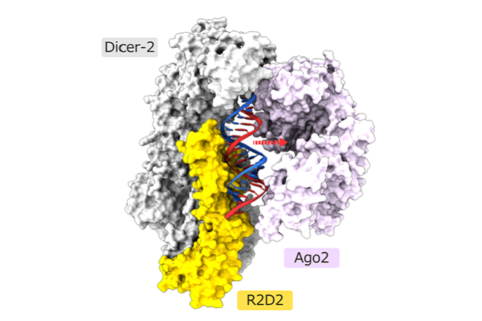 Dicer-2–R2D2タンパク質複合体が二本鎖siRNAの非対称性を感知するしくみ