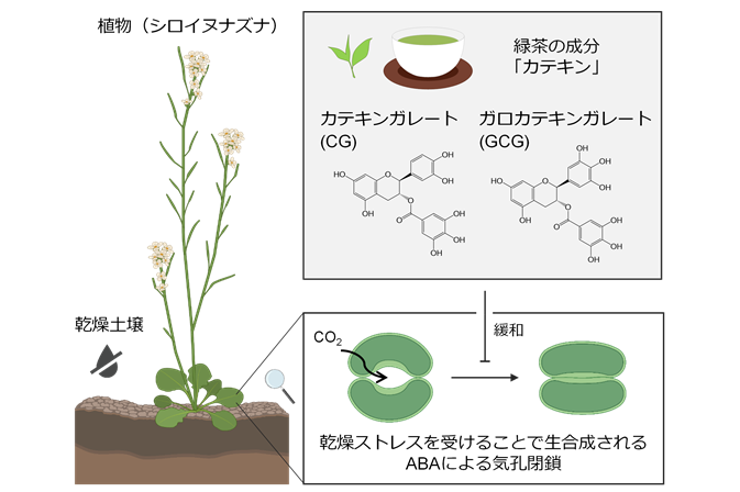 植物の乾燥適応経路を抑制する天然化合物の同定