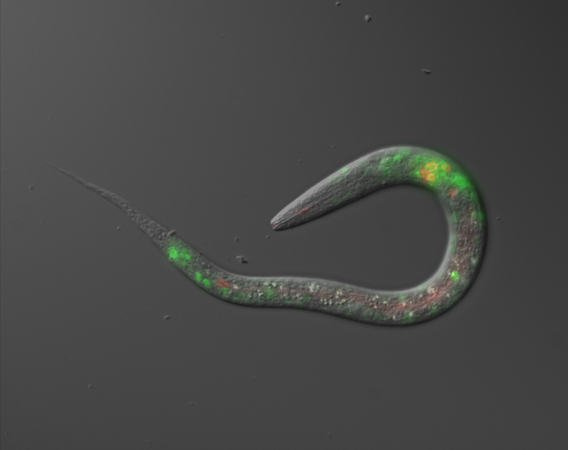 Molecular mechanism behind migration revealed in salt-seeking worms