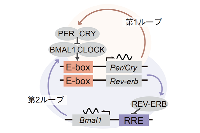 Mechanism and significance of time-dependent transcription of the clock gene <em>Bmal1</em>.