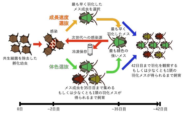 Successful evolution of E. coli into an insect symbiotic bacterium