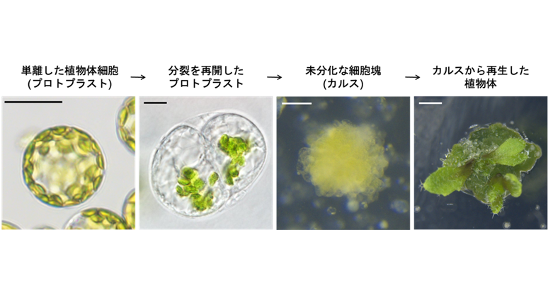 Plantlet regeneration from differentiated cells