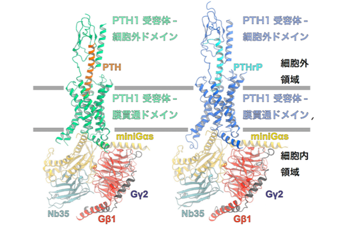 骨代謝に関わるPTH1受容体のシグナル伝達複合体を可視化