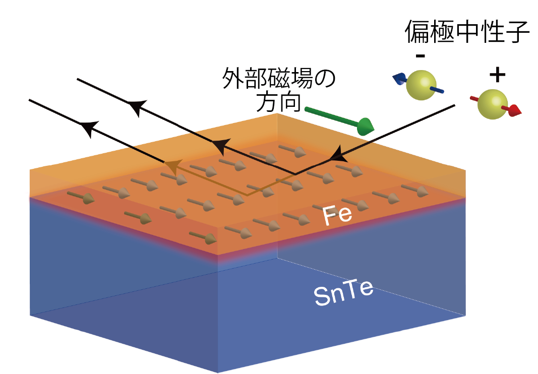 First observation of ferromagnetic seepage into a topological crystal insulator