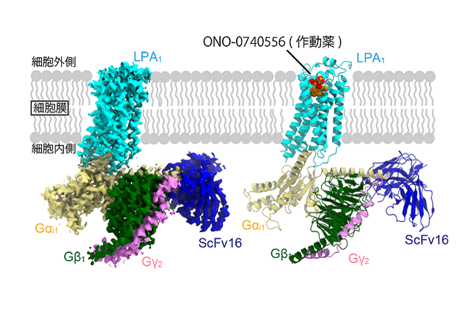 Elucidation of the active-type structure of the LPA receptor involved in cancer and pneumonia