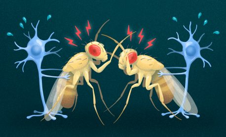 Aggression de-escalation gene identified in fruit flies