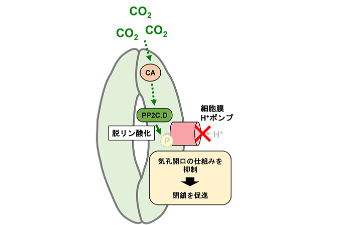 植物の気孔がCO<sub>2</sub>に応じて閉じる新たな仕組みを発見