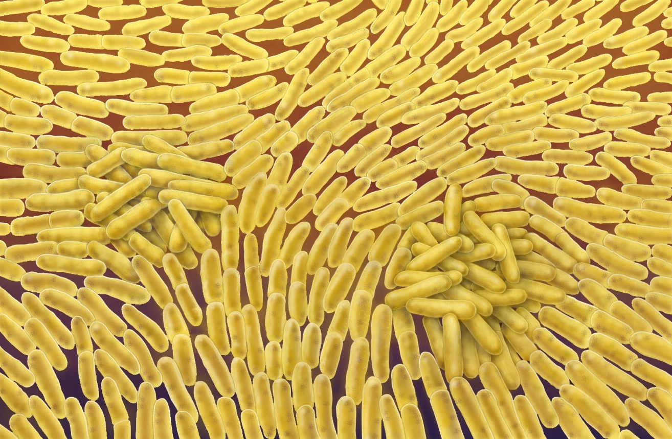 トポロジカルな点が、細菌を引き寄せ、コロニーの３次元成長を促進する