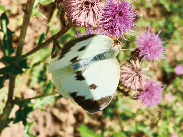 Cabbage white butterflies utilize two gut enzymes for maximum flexibility in deactivating mustard oil bombs