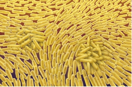 Microbial 'Jenga' : how bacteria stack