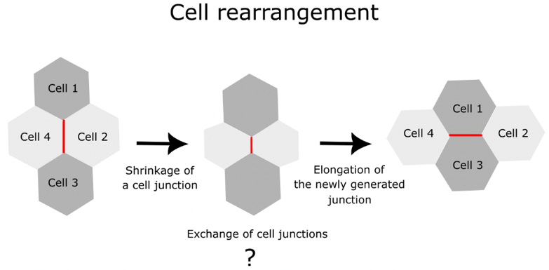 Cells rearrange to shape a tissue during development