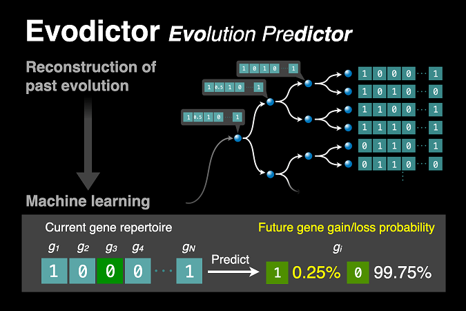 Machine learning predicts bacterial genome evolution