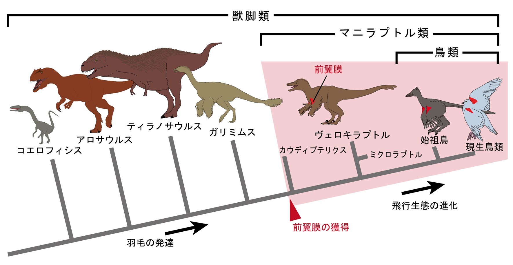 恐竜進化理由 – 恐竜の進化系統図 , 鳥の進化論~恐竜起源説 vs 共通祖先説~ – PTXWD