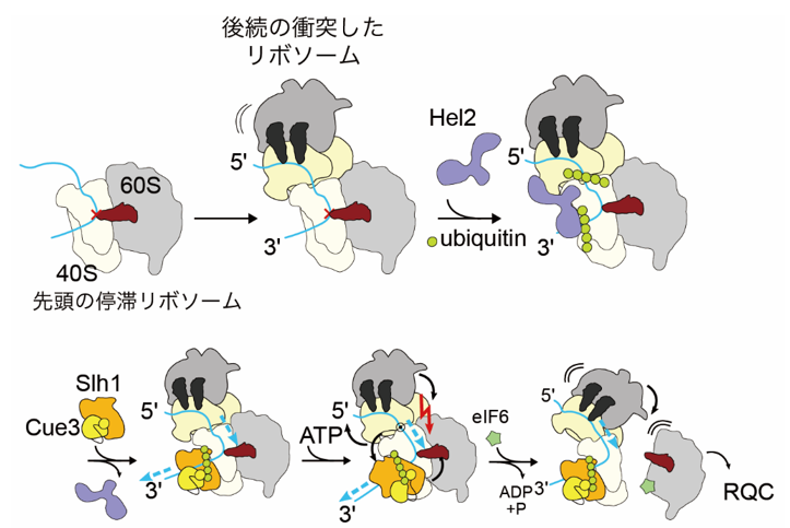 Mechanism of resolution of the collision ribosome, the entity of abnormal translation