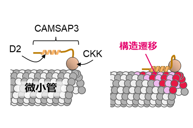 微小管核形成因子CAMSAP3による微小管安定化機構の解明